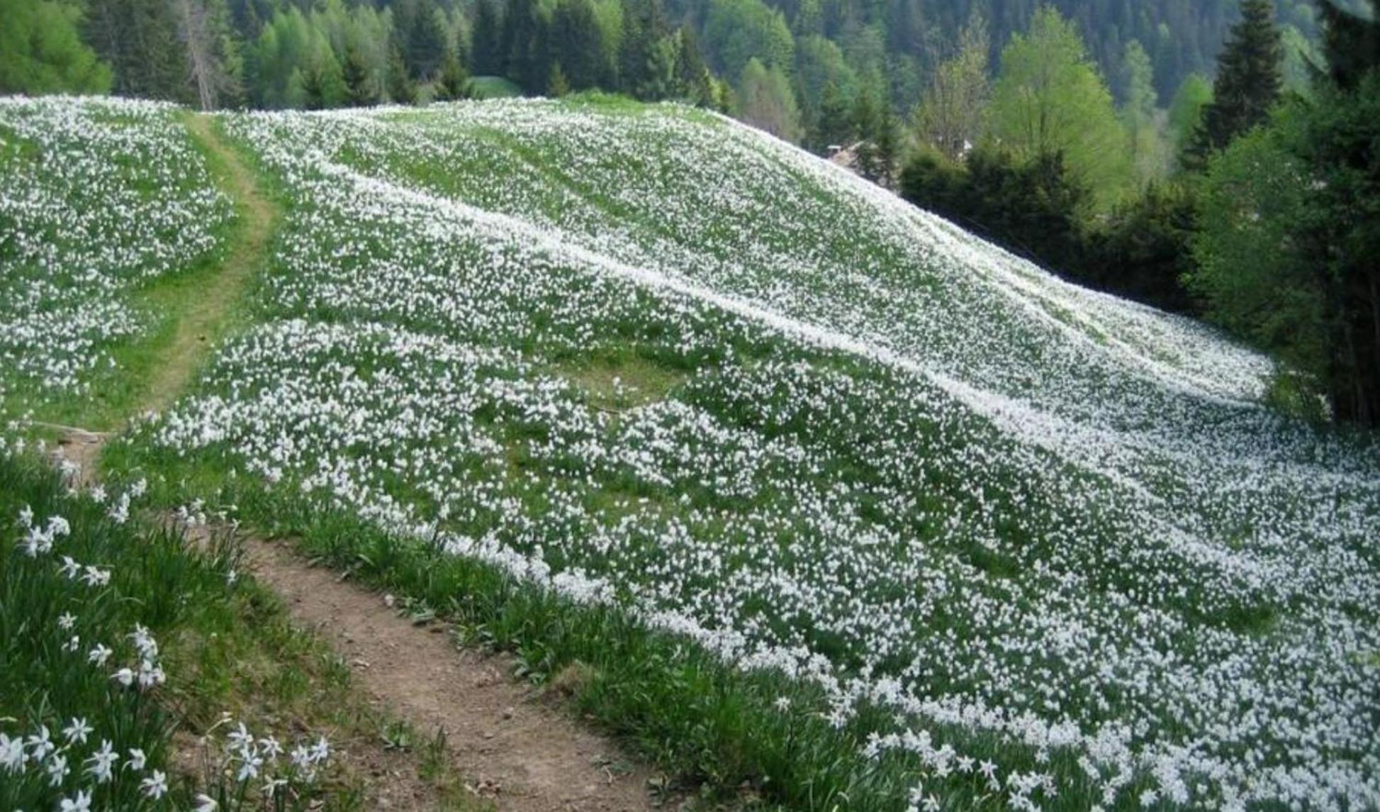 公寓 Transylvania Petals
